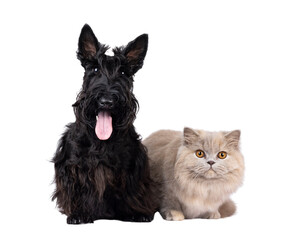 Scottish Terrier and British Longhair cat and dog sitting and laying beside each other. Looking towards camera. Isolated cutout on a transparent background.