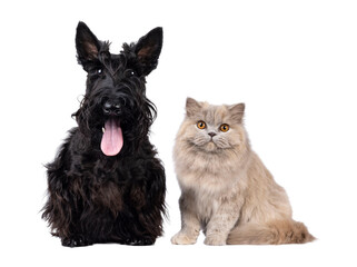 Scottish Terrier and British Longhair cat and dog sitting beside each other. Looking towards camera. Isolated cutout on a transparent background.