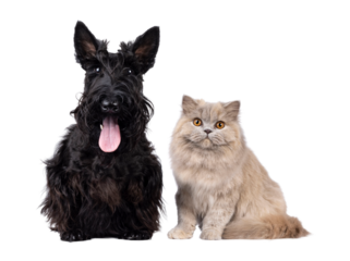 Scottish Terrier and British Longhair cat and dog sitting beside each other. Looking towards camera. Isolated cutout on a transparent background.