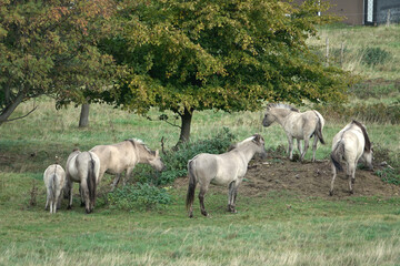 Obraz na płótnie Canvas Pferde auf einer Weide