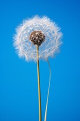 Single dandelion flower against a blue background
