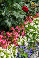 Multi-colored begonias on a street flower bed. Red, pink and white begonia. Flower arrangement in...