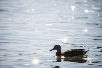 A duck swims in a river illuminated by the setting sun