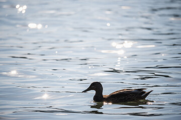 A duck swims in a river illuminated by the setting sun