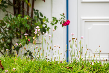 Gartenidylle Blumen auf einem Rasen im Hintergrund ein weißes Friesenhaus - 739361333