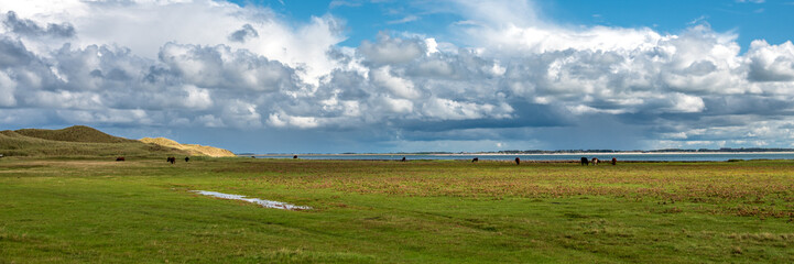 Panoramaaufnahme grasende Rinder auf einer Salzwiese am Wattenmeer in Nordfriesland - 739361508