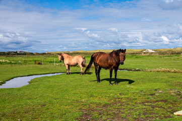 Pferde auf einer Koppel am Deich in Norddorf auf der Insel Amrum - 739361518