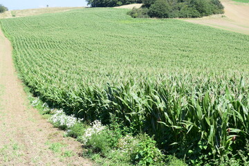 corn field in autumn
