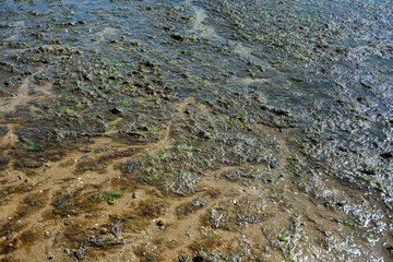 Textur Hintergrund grün Wattboden bei Niedrigwasser - 739362159