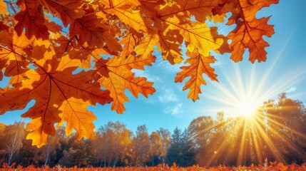 Naklejka na ściany i meble rays of sun shining through orange autumn leaves of oak tree