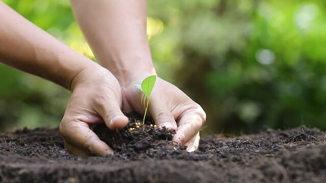 Closeup hand of a man planting tree. A man holding abundance soil with young plant. Concept green world earth day.