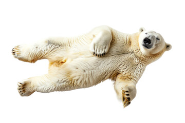Lying polar bear isolated on white or transparent background, top view, png clipart, design element. Easy to place on any other background.
