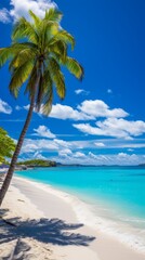 Palm tree on a tropical beach with white sand and turquoise water