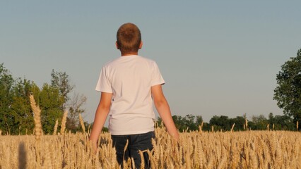 Naklejka na ściany i meble Teen boy male kid walking at dry wheat field touching stems relaxing enjoy freedom back view closeup. Active teenager going at rye meadow natural landscape with forest tree sky horizon outdoor leisure