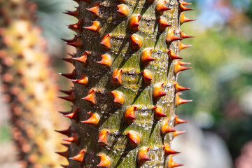 Spiky trunk of tropical tree in a botanical garden, close up 