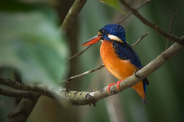 kingfisher on branch
