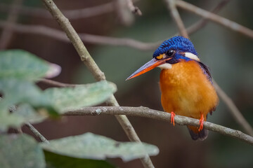 Kingfisher on branch