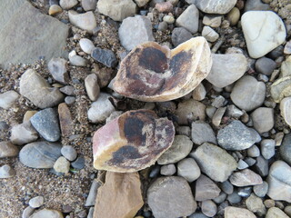 Steine im Forggensee