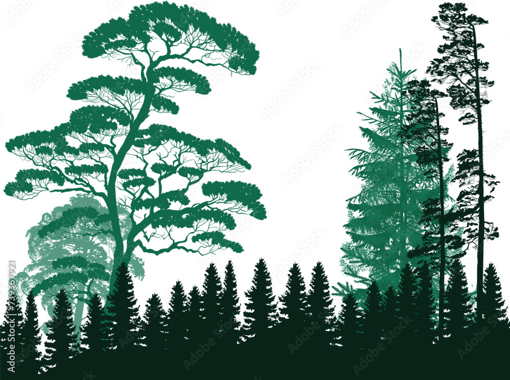 Canvas Prints several high trees in fir forest isolated on white