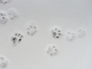 Many cat footprints in snow