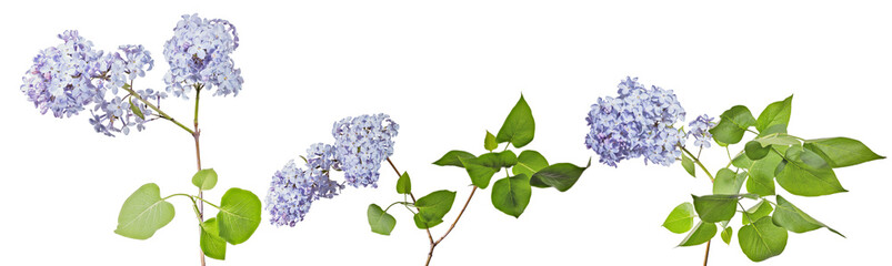 blue lilac blossoming three branches with lush green leaves