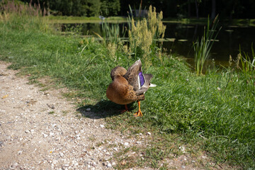 Duck cleans purple feathers on the shore