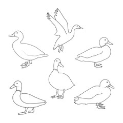 Set of duck outline isolate on white background. Duck line art, vector illustration.