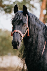 Black beauty Friesian mare with baroque halter, neckrope and saddle and long manes in the forest