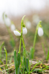 Tender first snowdrops in early spring with beautiful bokeh