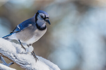 Closeup of Blue Jay in Snow