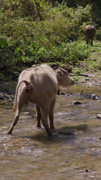 Bubalus bubalis herd crosses the river as the last one defecates