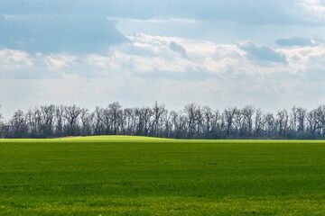 field on the Kuban plain with green shoots of winter wheat and a small ancient mound, illuminated by a strip of sunlight on a clear day of snowless winter - obrazy, fototapety, plakaty