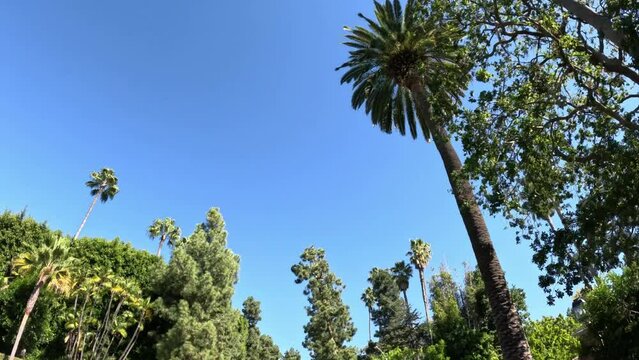 Driving through Beverly Hills with its Palm trees - travel photography