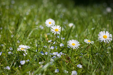 Daisy flowers in the garden. Small depth of field
