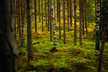 Pine forest in autumn, Sweden