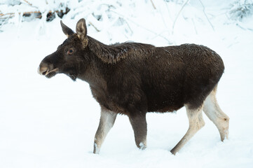 Young moose in winter, Sweden