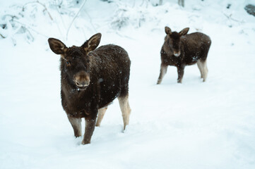 Young moose couple in the winter, Sweden
