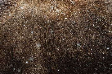 Moose fur in the winter