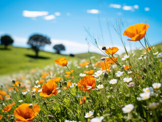 Obraz premium Vibrant poppy flowers and daisies blooming in a lush green field under blue sky