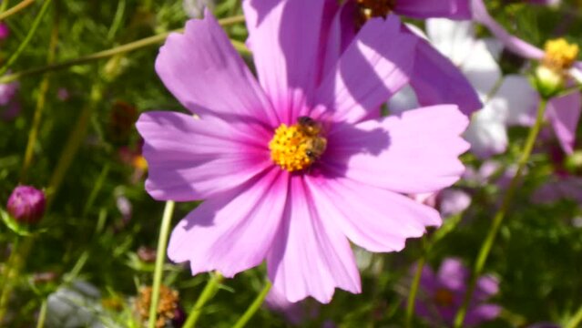 コスモスから飛び立つ蜂
