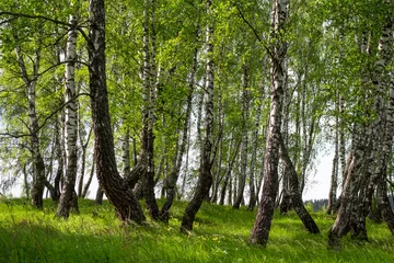 Papier Peint photo Bouleau Beautiful scenic birch grove and lush green grass on a summer day