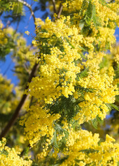 yellow flowers of the mimosa plant blooming in spring symbol of Women s Day