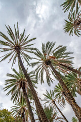 Tall palm trees against the blue sky with clouds viewed from bottom to top