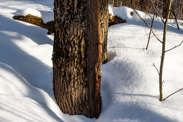 Oak tree in a winter snowy forest, overgrown frost ridge on a tree trunk