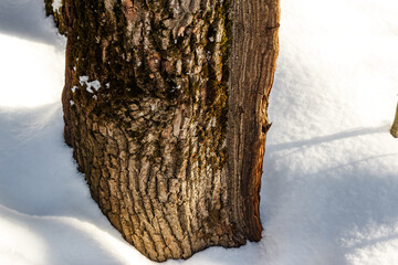 Oak tree in a winter snowy forest, overgrown frost ridge on a tree trunk - obrazy, fototapety, plakaty