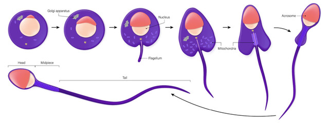 Stages in spermiogenesis vector. Spermatozoon. Development of sperm. Spermatogenesis.