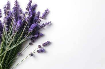 Lavender flowers branch frame on white background with copy space. Top view, flat lay. Floristic composition and design for spice healthy food and medical concept