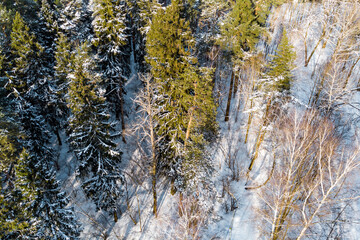 Top view of a winter forest with coniferous trees © PhotoChur