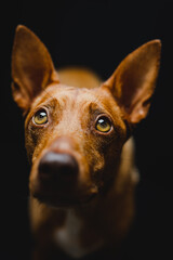 Podenco in Studio vor Schwarz