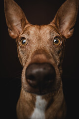 Podenco Hund braun Studio Portrait